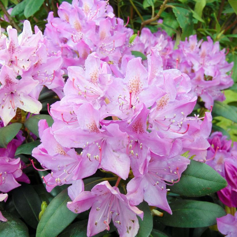 Rhododendron catawbiense Roseum Elegans (Floración)