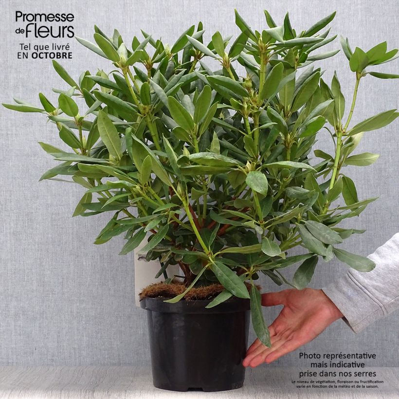 Ejemplar de Rhododendron Roseum Elegans - Grand rhododendron. Pot de 4L/5L entregado en otoño