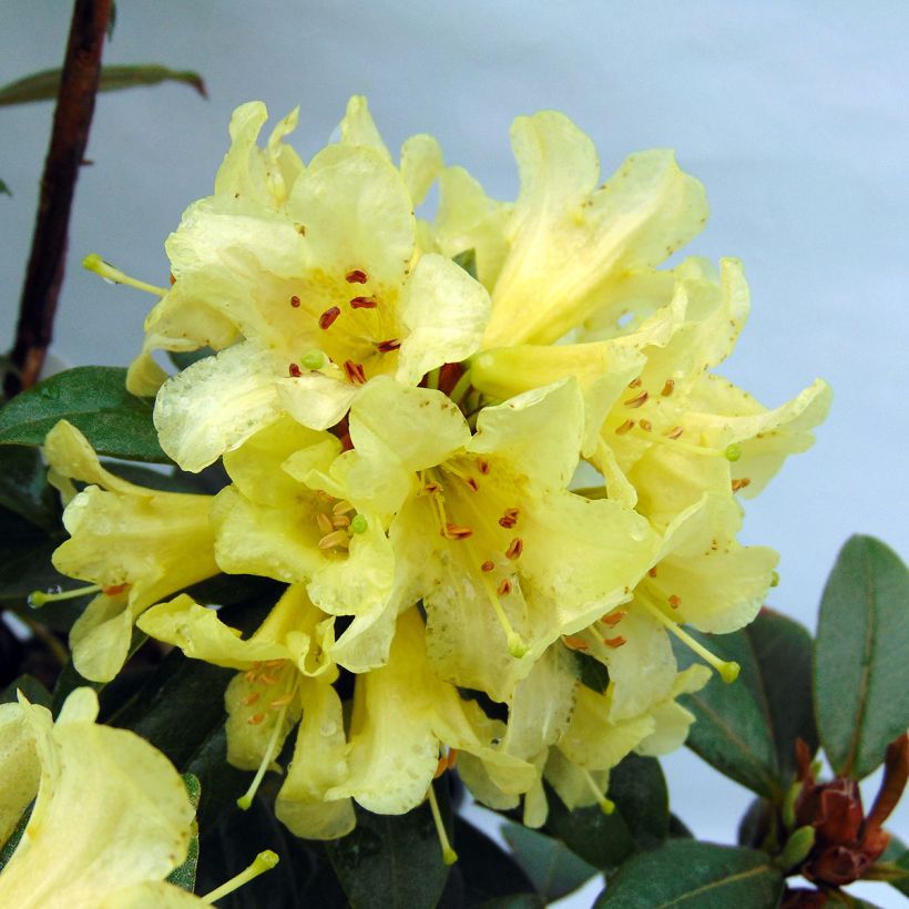 Rhododendron Saffron Queen (Floración)