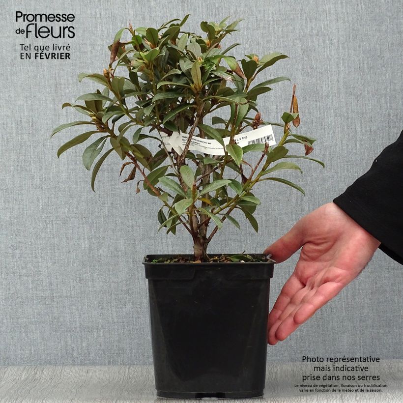 Rhododendron Saffron Queen - Rhododendron nain Pot de 3L/4L Ejemplar entregado en invierno