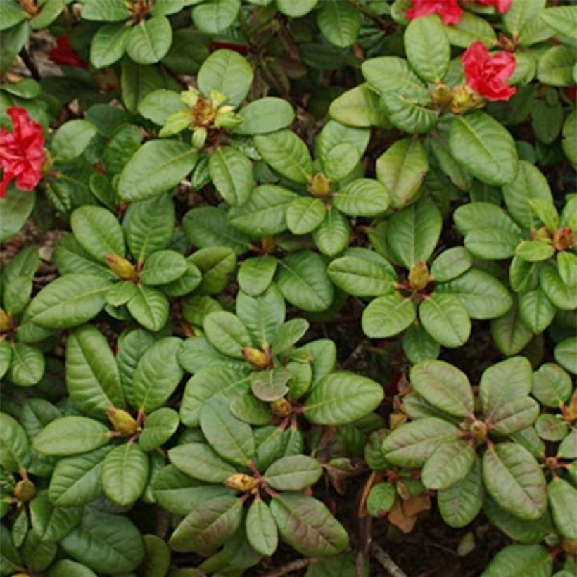 Rhododendron Scarlet Wonder (Follaje)