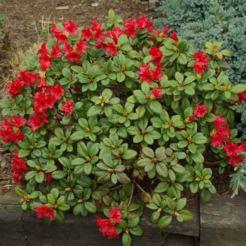 Rhododendron Scarlet Wonder (Porte)