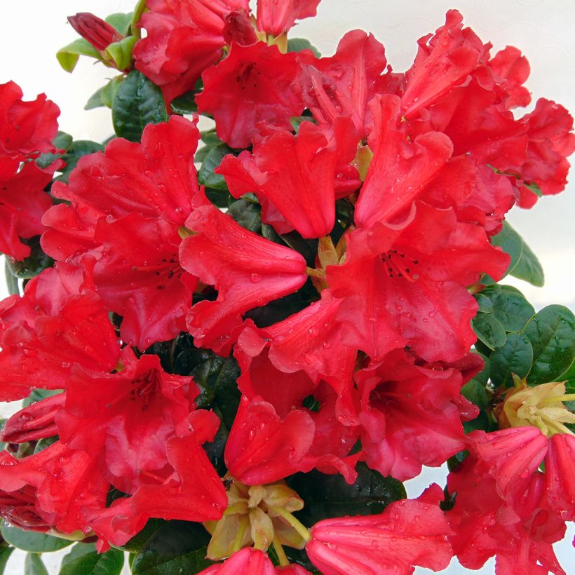 Rhododendron Scarlet Wonder (Floración)