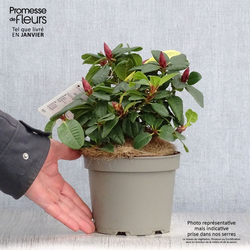 Rhododendron Scarlet Wonder - Rhododendron nain. Pot de 2L/3L Ejemplar entregado en invierno