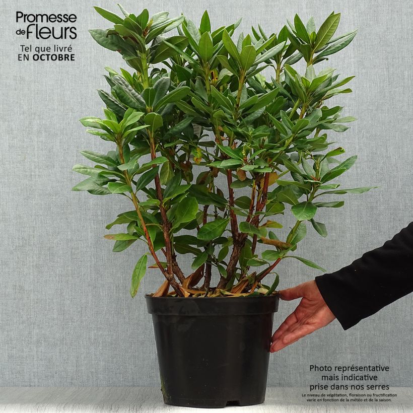 Ejemplar de Rhododendron Scarlet Wonder - Rhododendron nain. Pot de 2L/3L entregado en otoño