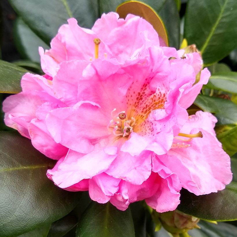 Rhododendron Scintillation (Floración)