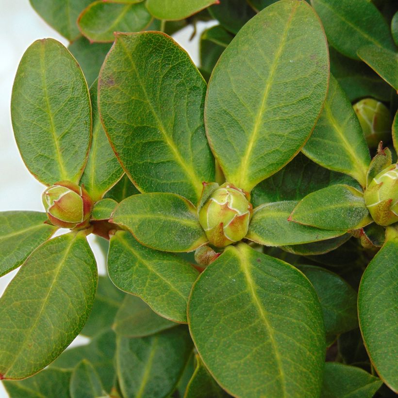 Rhododendron Shamrock (Follaje)