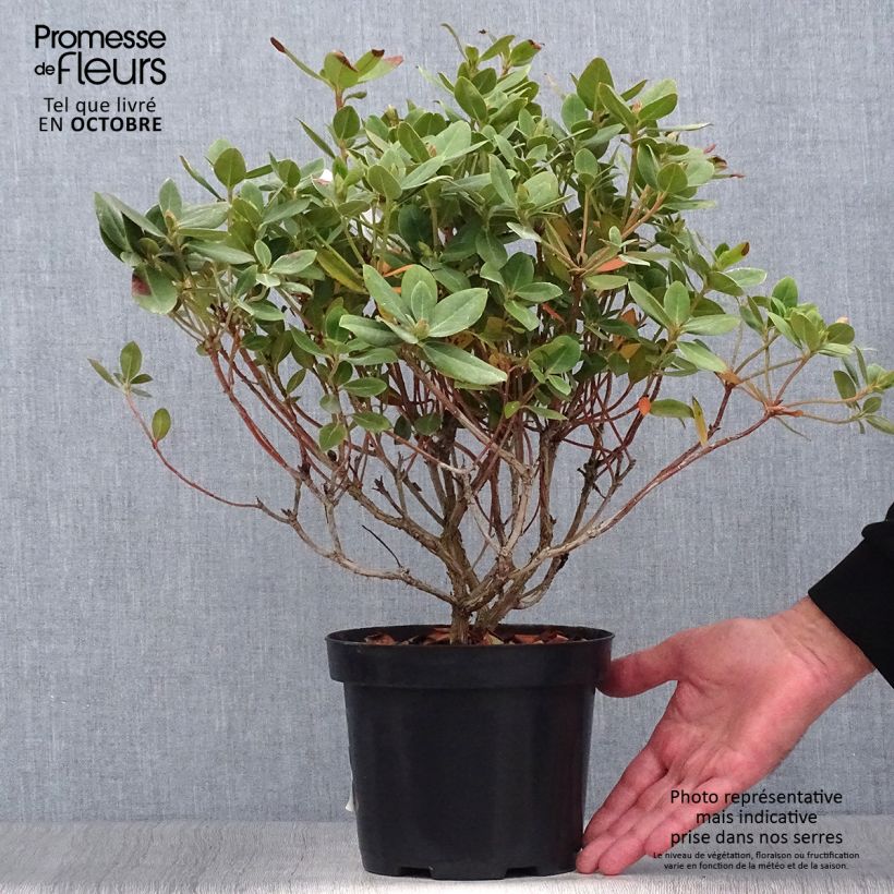 Ejemplar de Rhododendron Shamrock - Rhododendron nain Pot de 2L/3L entregado en otoño