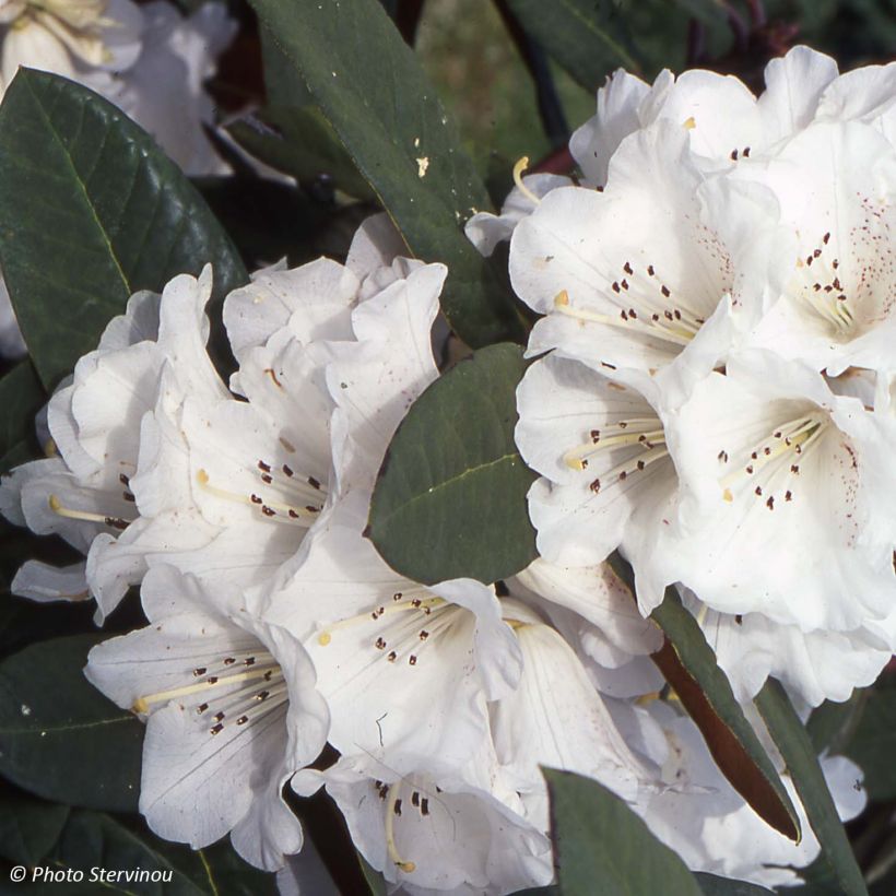 Rhododendron Sir Charles Lemon (Floración)