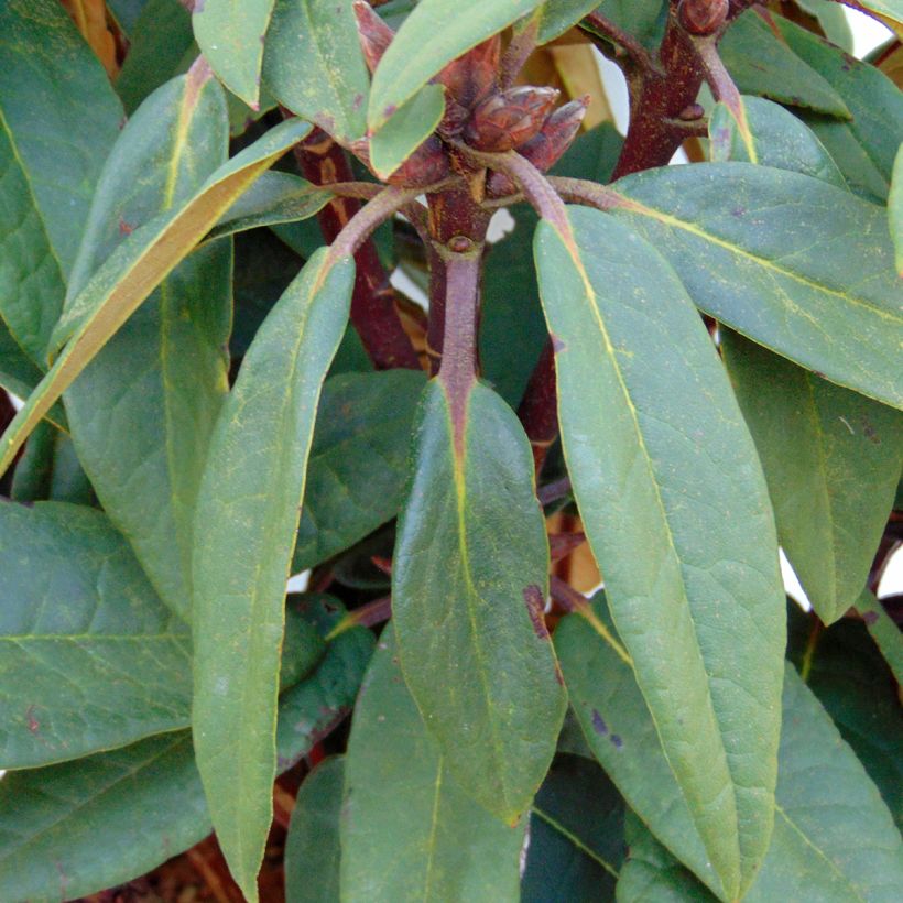 Rhododendron Sir Charles Lemon (Follaje)