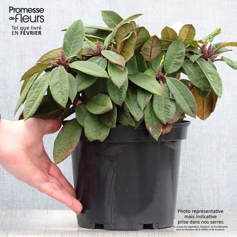 Rhododendron Sir Charles Lemon - Grand rhododendron. Pot de 4L/5L Ejemplar entregado en invierno