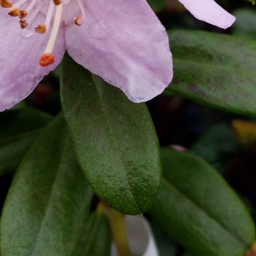 Rhododendron Snipe (Follaje)