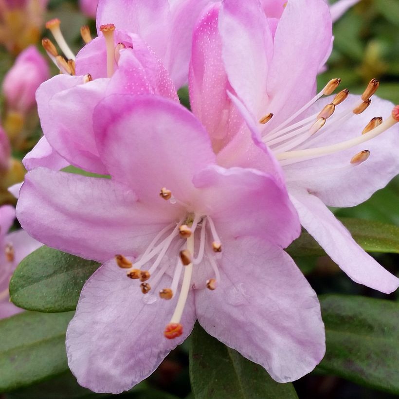 Rhododendron Snipe (Floración)