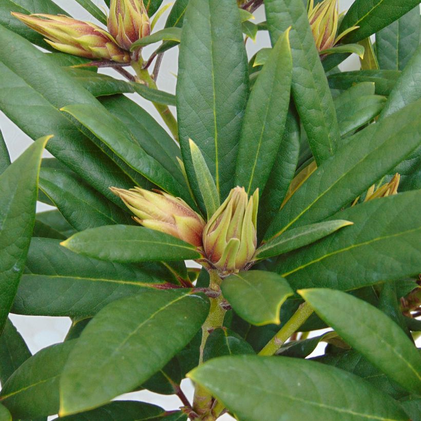 Rhododendron Tortoiseshell Orange (Follaje)