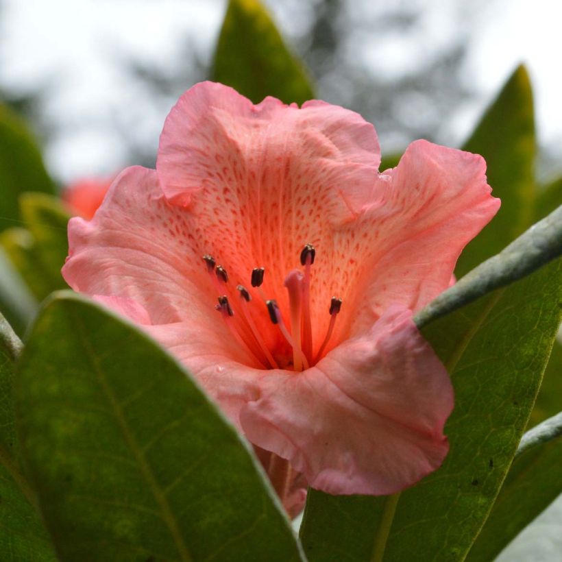 Rhododendron Tortoiseshell Orange (Floración)