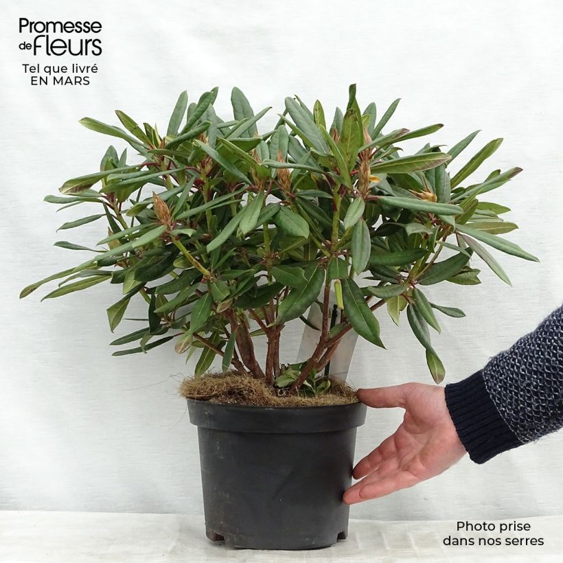 Rhododendron Tortoiseshell Orange Pot de 4L/5L Ejemplar entregado en invierno