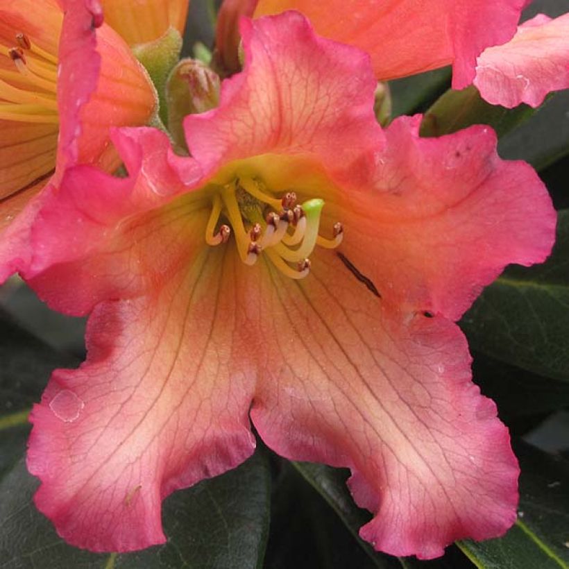 Rhododendron Unique Marmalade (Floración)