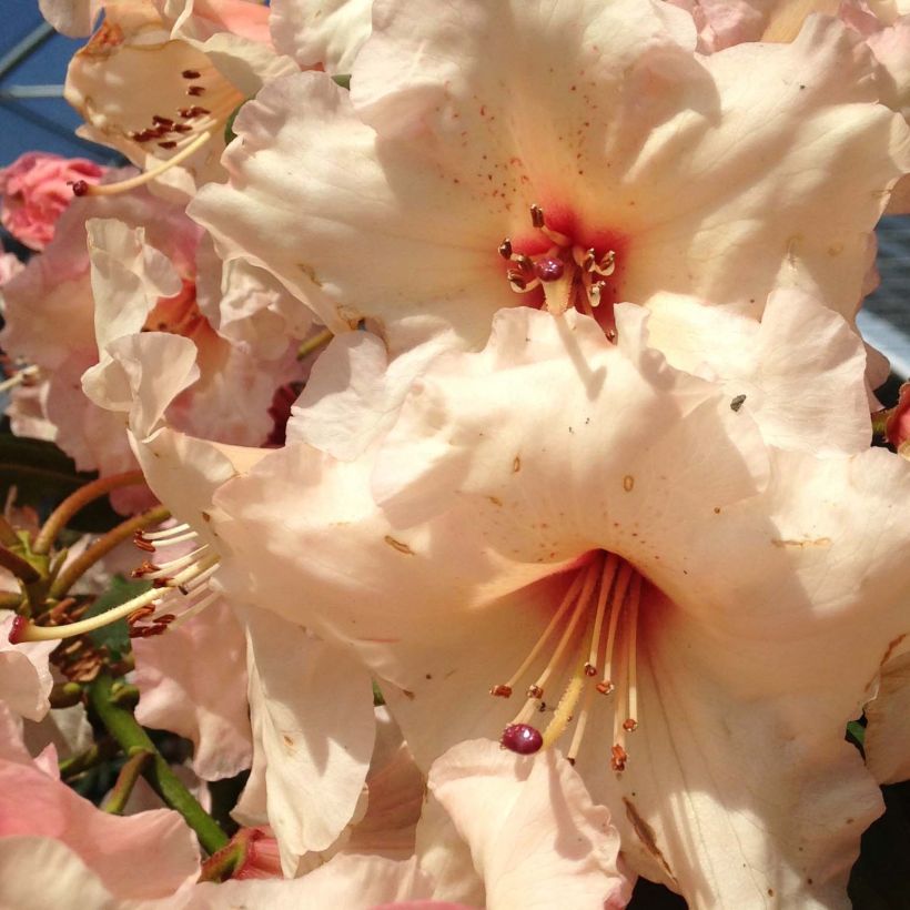 Rhododendron Virginia Richards (Floración)