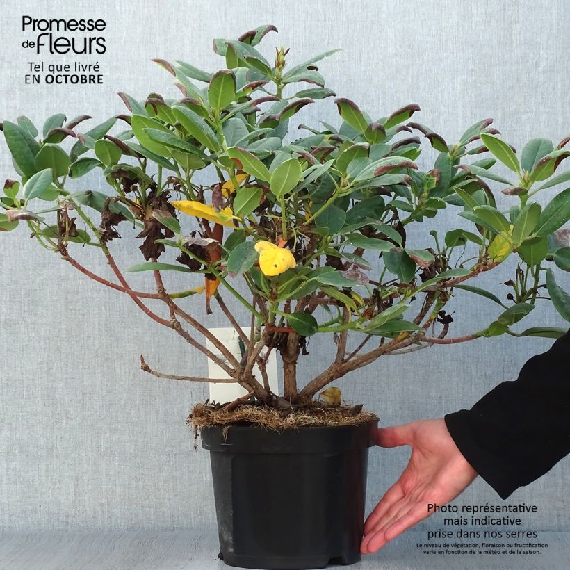 Ejemplar de Rhododendron Virginia Richards - Petit Rhododendron Pot de 4L/5L entregado en otoño