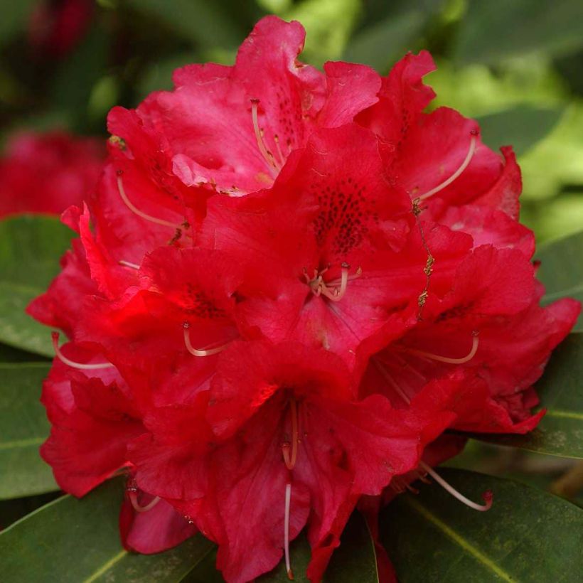 Rhododendron Wilgen's Ruby (Floración)