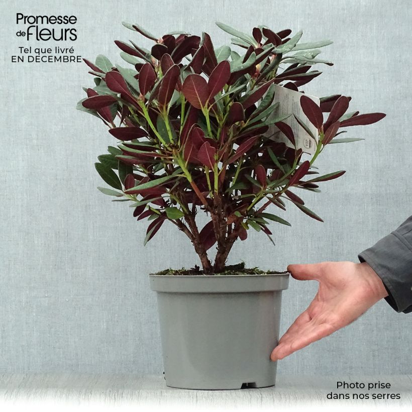 Rhododendron Wine & Roses Pot de 7L Ejemplar entregado en invierno