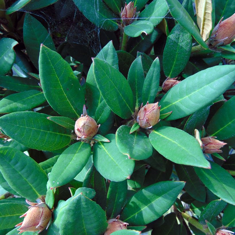 Rhododendron Winsome (Follaje)