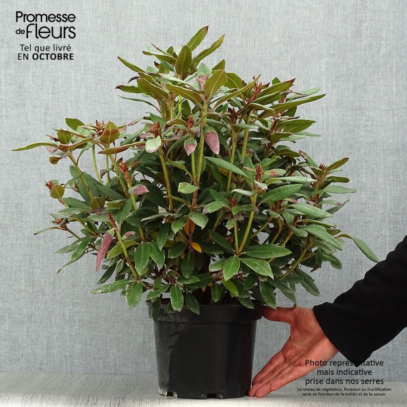 Ejemplar de Rhododendron Winsome - Rhododendron nain Pot de 3L/4L entregado en otoño