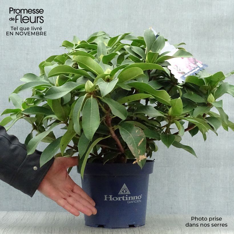 Ejemplar de Rhododendron XXL Pot de 3L entregado en otoño