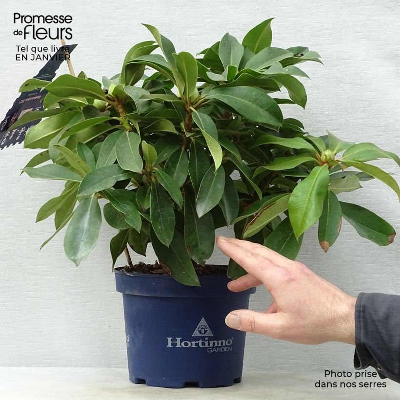 Rhododendron XXL Pot de 3L Ejemplar entregado en invierno