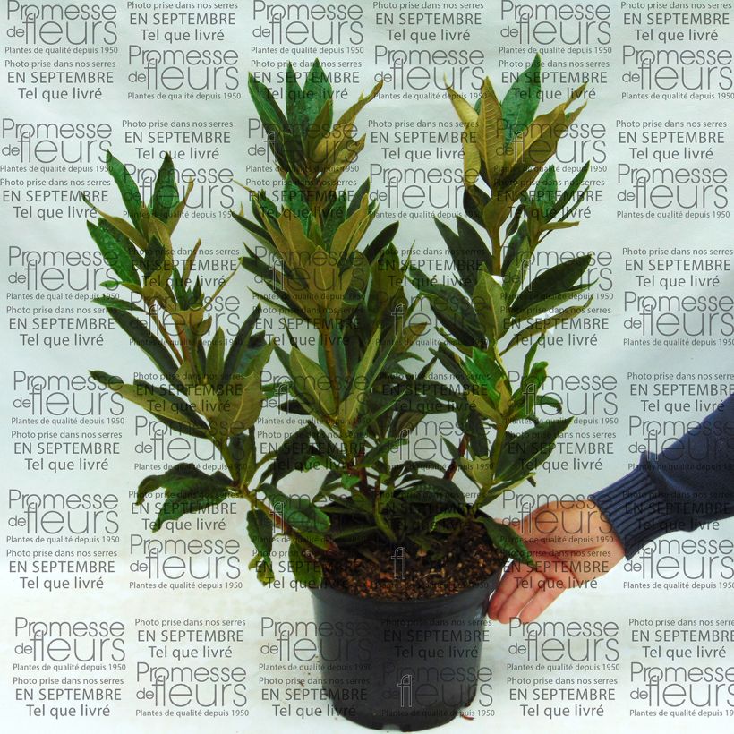 Ejemplo de ejemplar de Rhododendron arboreum Rouge - Grand Rhododendron Pot de 12L/15L tal y como se entrega