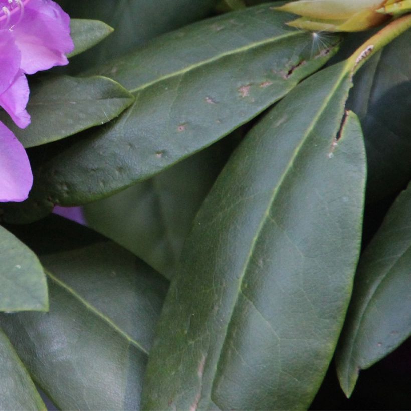 Rhododendron catawbiense Boursault (Follaje)