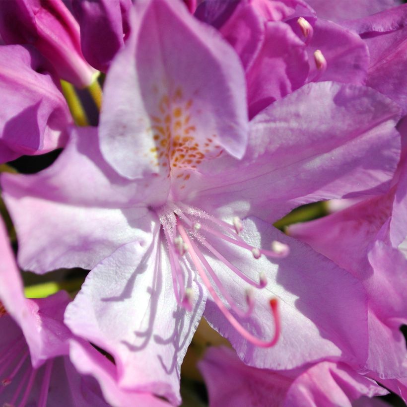 Rhododendron catawbiense Boursault (Floración)