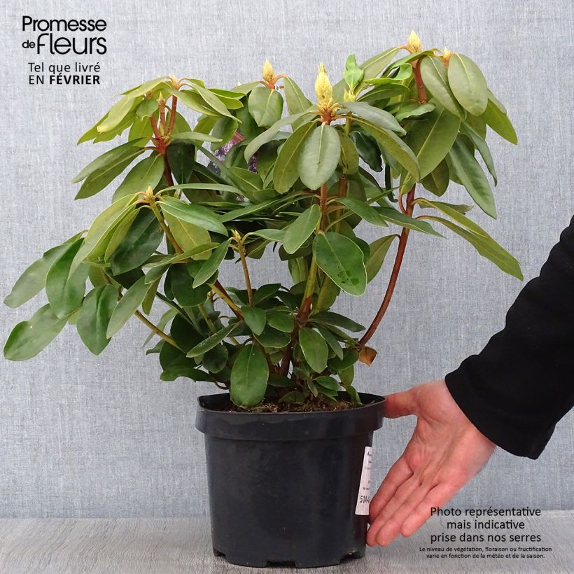 Rhododendron catawbiense Boursault Pot de 4L/5L Ejemplar entregado en invierno