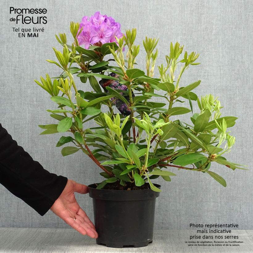 Rhododendron catawbiense Boursault Pot de 4L/5L Ejemplar entregado en la primavera