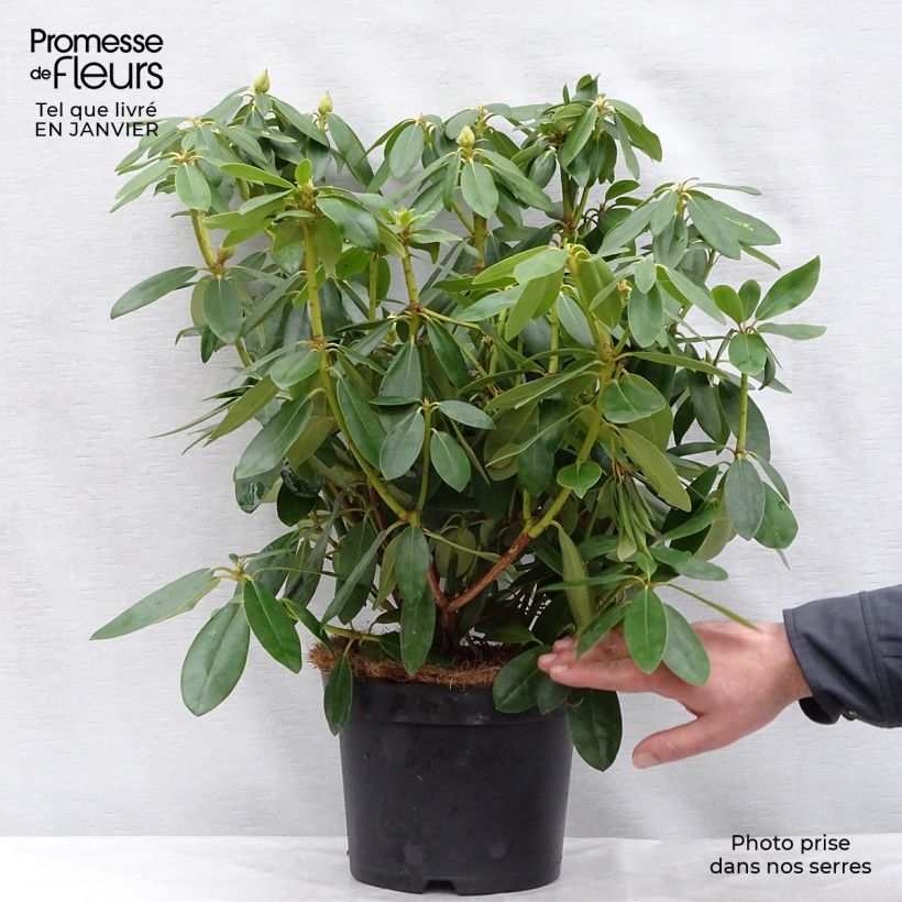 Rhododendron catawbiense Grandiflorum 40+cm en pot de 4L/5L - Grand rhododendron Ejemplar entregado en invierno