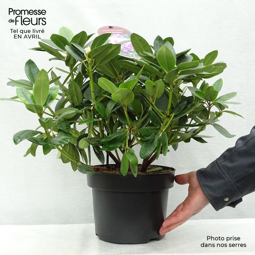 Rhododendron catawbiense Grandiflorum - Grand rhododendron Pot de 4L/5LHauteur livrée env. 30/40cm Ejemplar entregado en la primavera