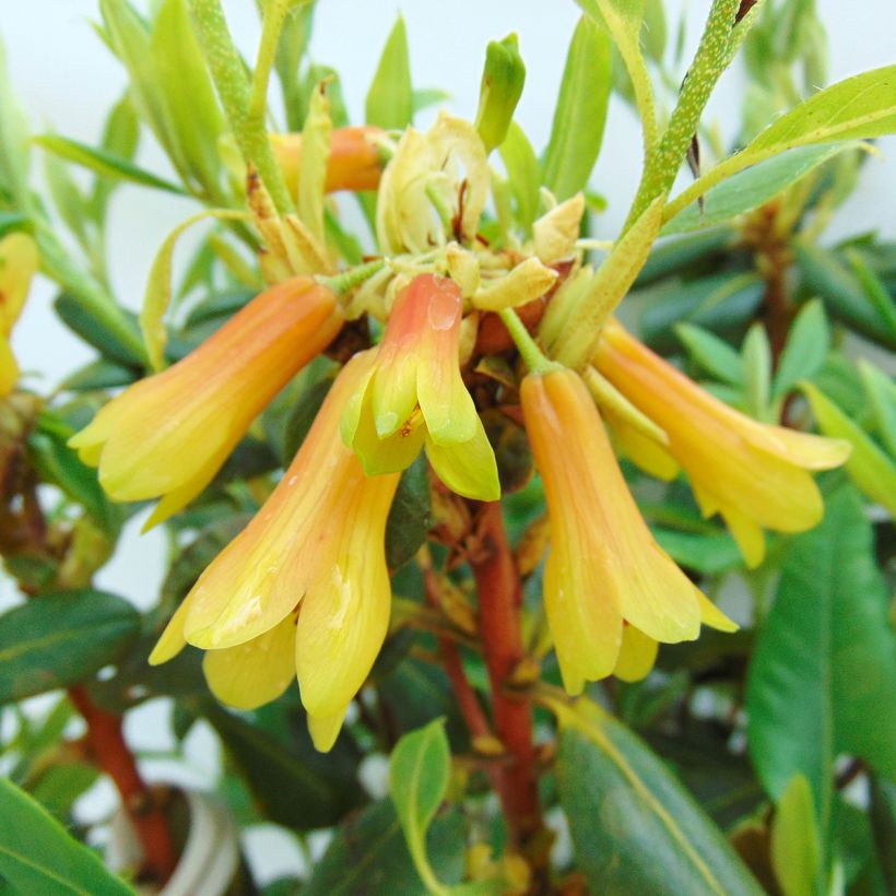 Rhododendron cinnabarinum (Floración)