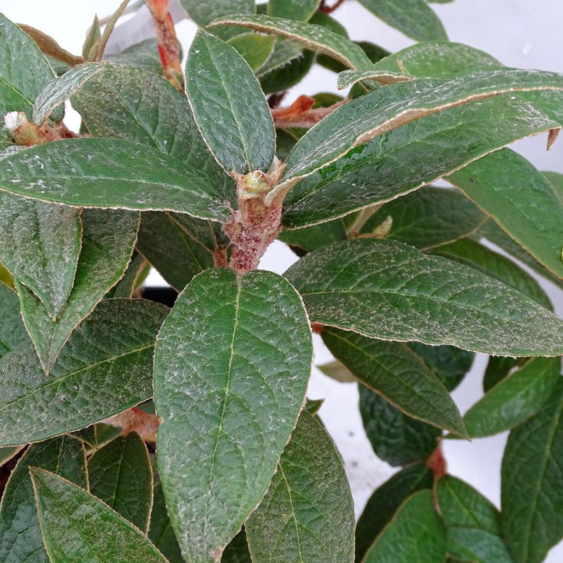 Rhododendron edgeworthii (Follaje)