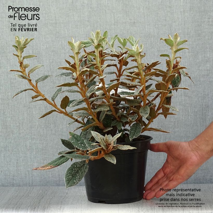 Ejemplar de Rhododendron edgeworthii Pot de 3L/4L entregado en otoño