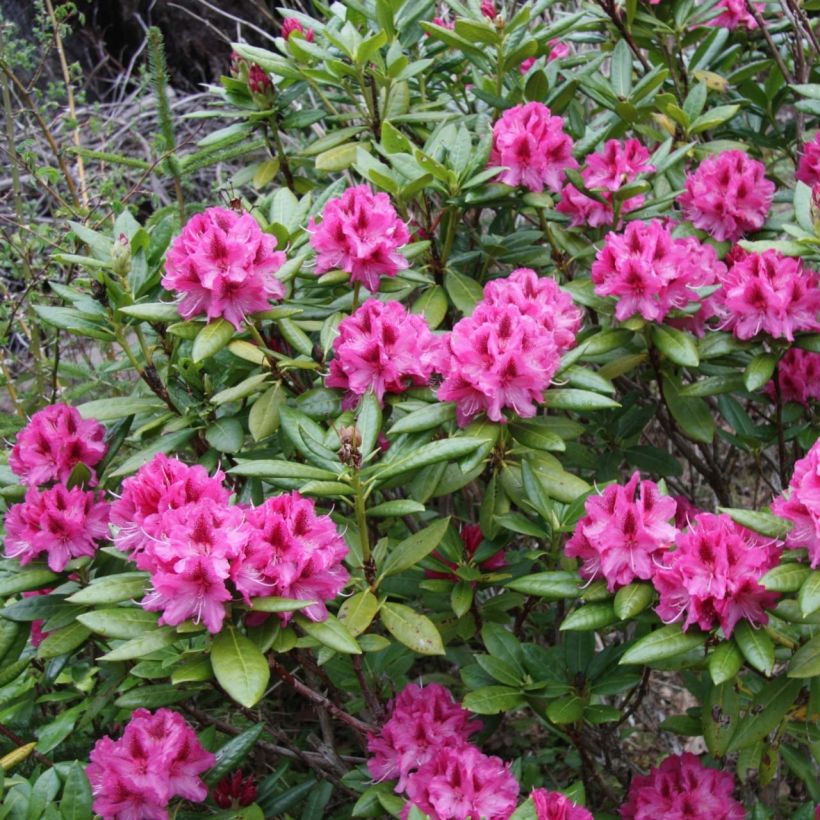 Rhododendron Cosmopolitan (Porte)