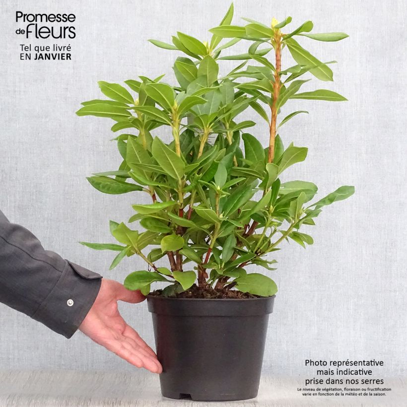 Rhododendron hybride Cosmopolitan en pot de 4L/5L Ejemplar entregado en invierno