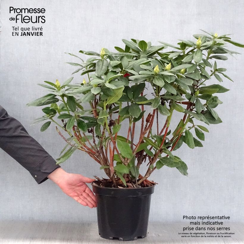 Rhododendron hybride Cosmopolitan en pot de 7,5L/10L Ejemplar entregado en invierno