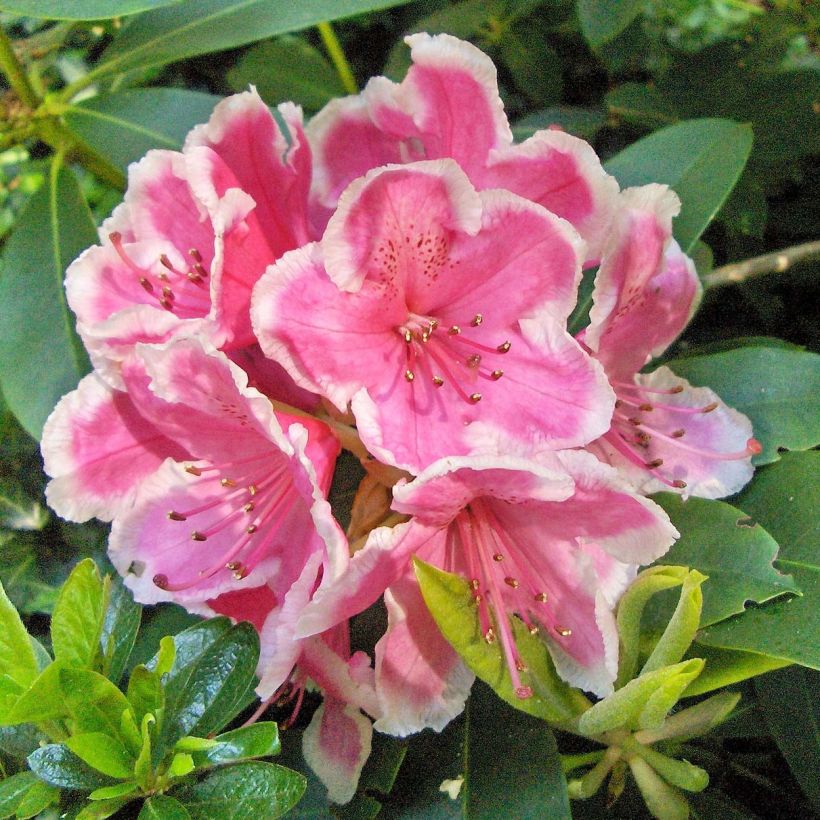 Rhododendron Janet Ward (Floración)