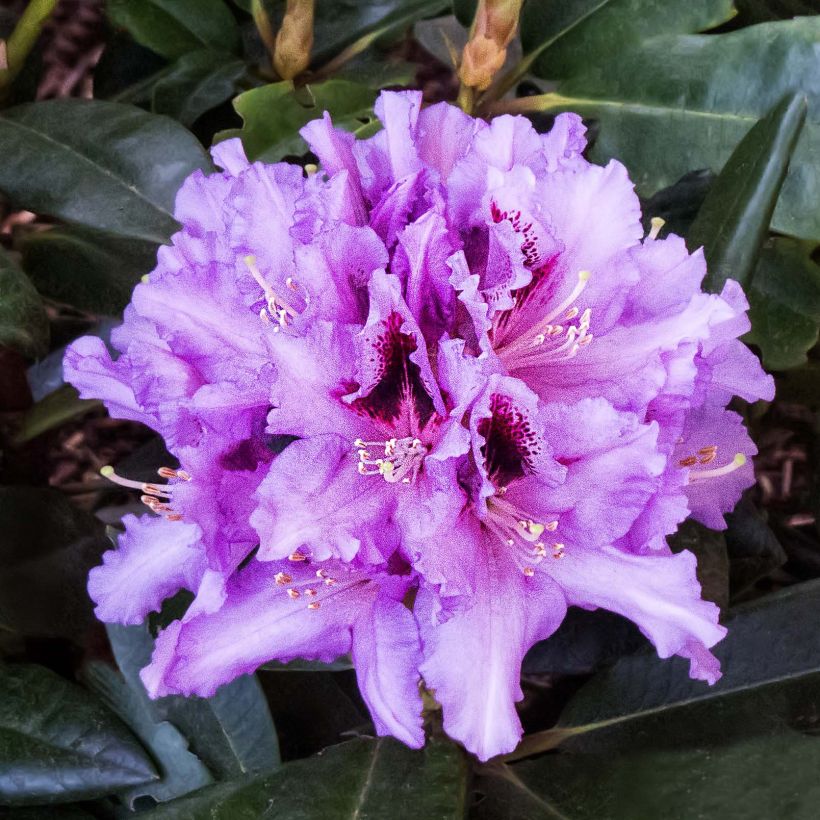 Rhododendron Kabarett (Floración)