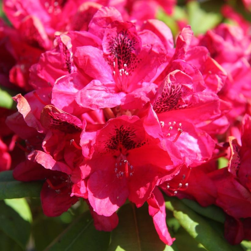 Rhododendron Lord Roberts (Floración)