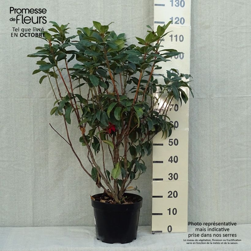 Ejemplar de Rhododendron hybride Moser's Maroon en pot de 7,5L/10L entregado en otoño