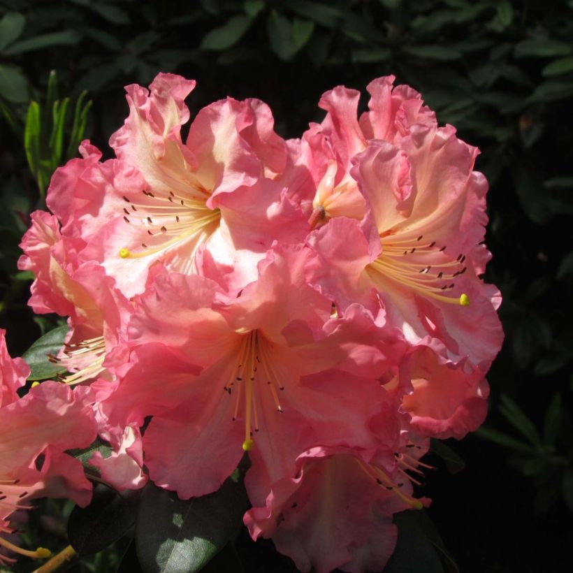 Rhododendron Naselle (Floración)