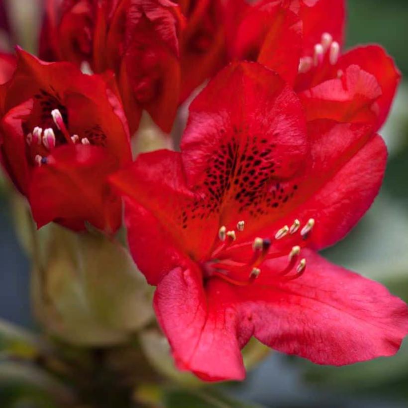 Rhododendron Red Jack (Floración)