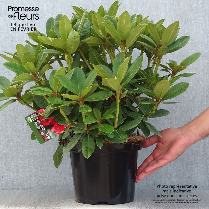 Ejemplar de Rhododendron hybride Red Jack Pot de 4L/5L entregado en otoño