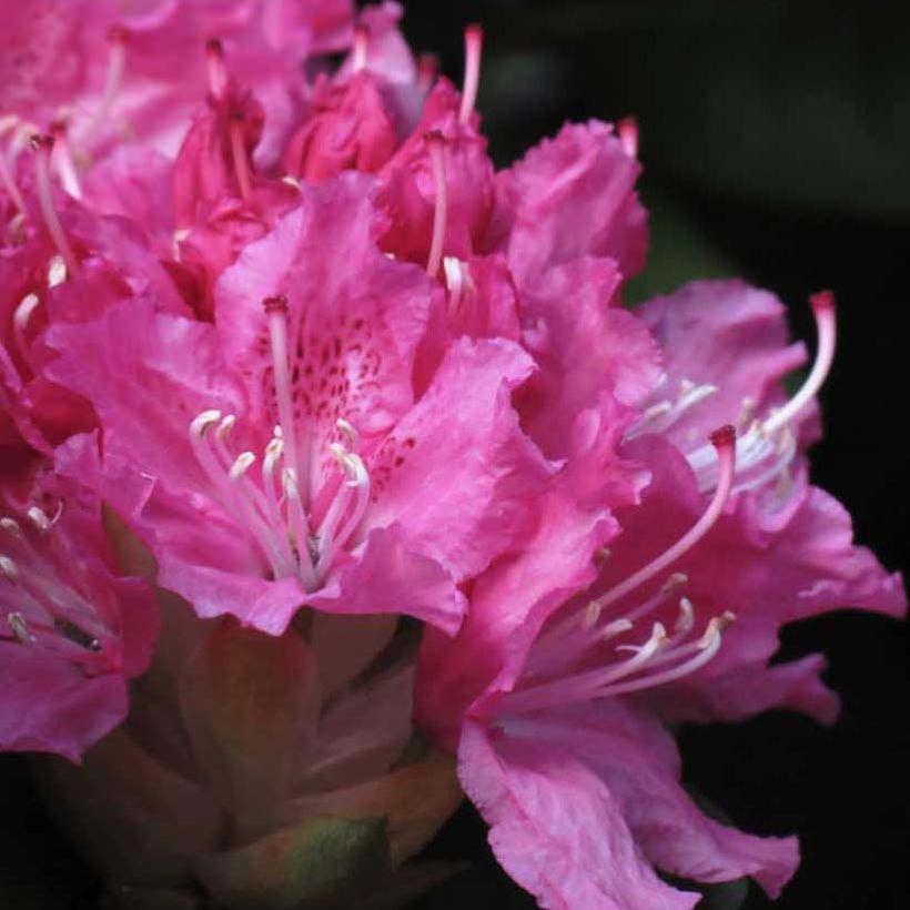 Rhododendron Rocket (Floración)